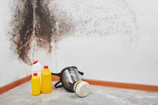 Best Mold Remediation for Schools in Mcconnell Af, KS