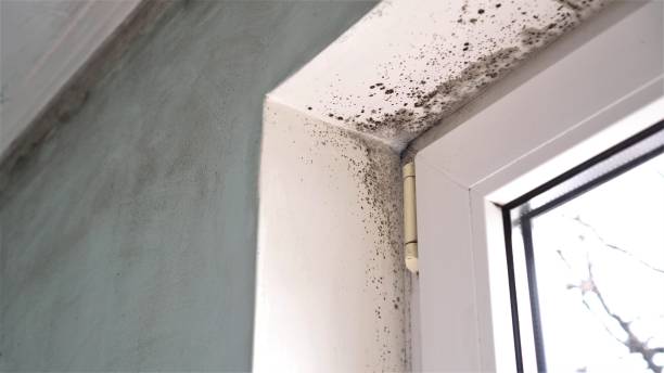 Best Bathroom Mold Remediation in Mcconnell Af, KS