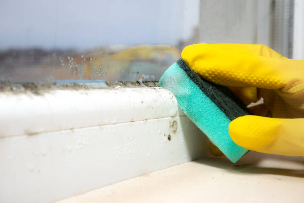 Professional Mold Remediation in Mcconnell Af, KS