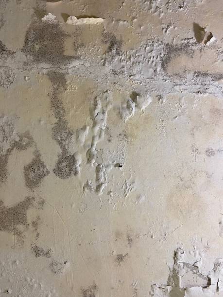 Best Mold Remediation for Specific Building Types in Mcconnell Af, KS